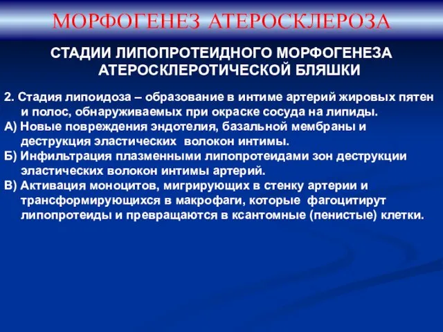 СТАДИИ ЛИПОПРОТЕИДНОГО МОРФОГЕНЕЗА АТЕРОСКЛЕРОТИЧЕСКОЙ БЛЯШКИ 2. Стадия липоидоза – образование в