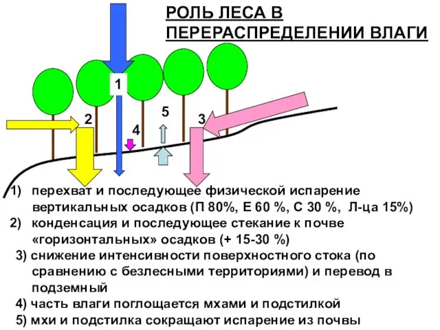 перехват и последующее физической испарение вертикальных осадков (П 80%, Е 60