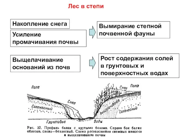 Лес в степи Накопление снега Выщелачивание оснований из почв Усиление промачивания