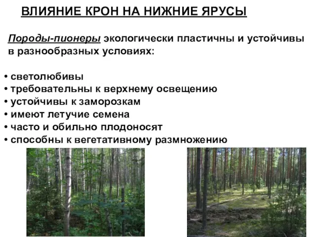 ВЛИЯНИЕ КРОН НА НИЖНИЕ ЯРУСЫ Породы-пионеры экологически пластичны и устойчивы в