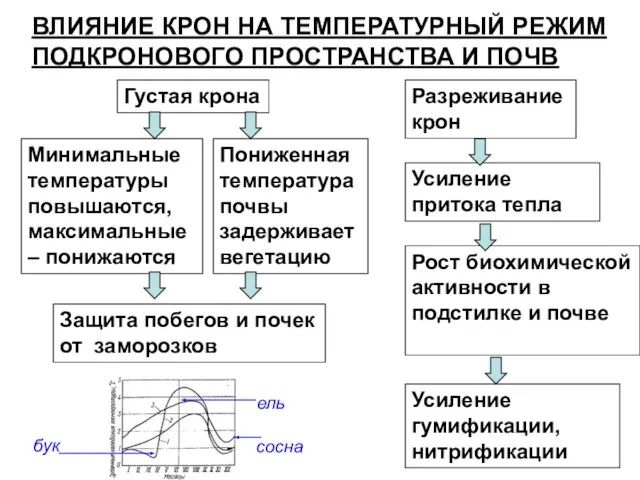 ВЛИЯНИЕ КРОН НА ТЕМПЕРАТУРНЫЙ РЕЖИМ ПОДКРОНОВОГО ПРОСТРАНСТВА И ПОЧВ Рост биохимической