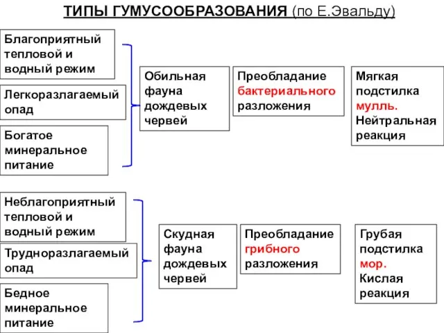 ТИПЫ ГУМУСООБРАЗОВАНИЯ (по Е.Эвальду) Благоприятный тепловой и водный режим Легкоразлагаемый опад