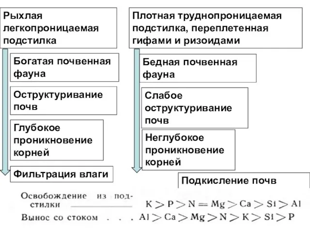 Рыхлая легкопроницаемая подстилка Плотная труднопроницаемая подстилка, переплетенная гифами и ризоидами Богатая