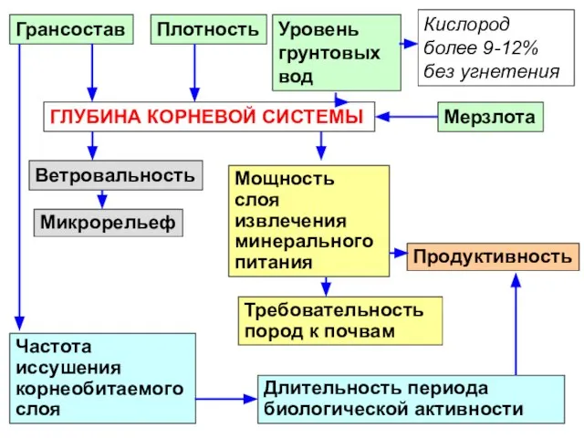 ГЛУБИНА КОРНЕВОЙ СИСТЕМЫ Ветровальность Микрорельеф Уровень грунтовых вод Мерзлота Кислород более