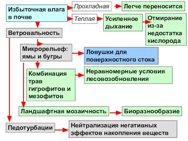 Избыточная влага в почве Ветровальность Микрорельеф: ямы и бугры Комбинация трав