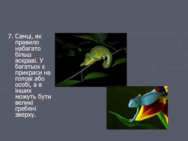 7. Самці, як правило набагато більш яскраві. У багатьох є прикраси