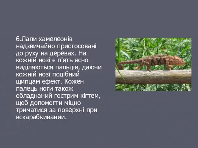 6.Лапи хамелеонів надзвичайно пристосовані до руху на деревах. На кожній нозі