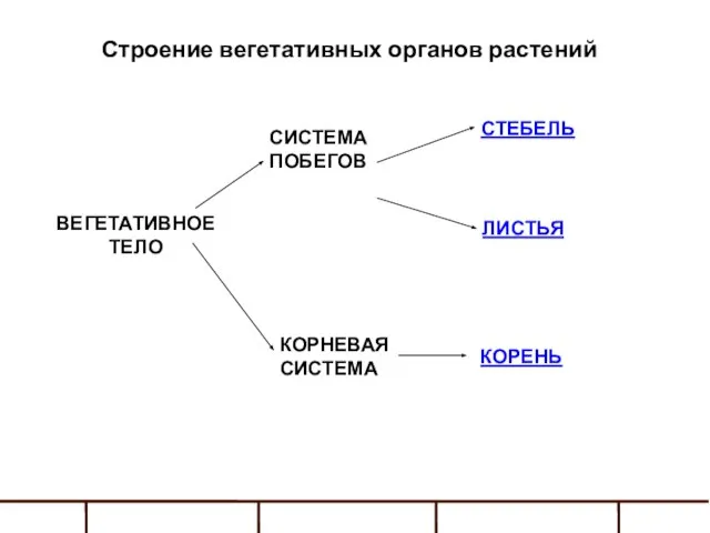 ВЕГЕТАТИВНОЕ ТЕЛО СИСТЕМА ПОБЕГОВ КОРНЕВАЯ СИСТЕМА КОРЕНЬ СТЕБЕЛЬ ЛИСТЬЯ Строение вегетативных органов растений