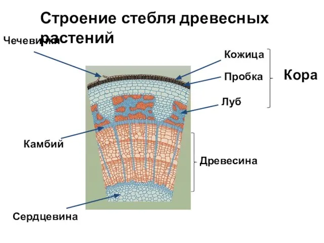 Строение стебля древесных растений