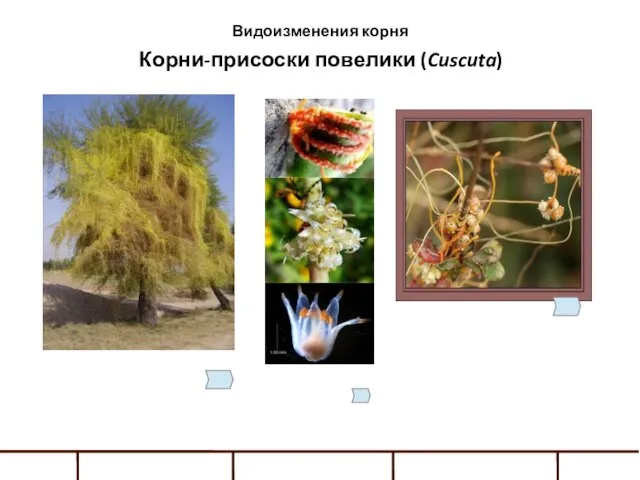 Видоизменения корня Корни-присоски повелики (Cuscuta)‏