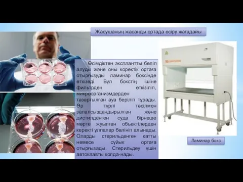 Өсімдіктен эксплантты бөліп алуды және оны коректік ортаға отырғызуды ламинар боксінде