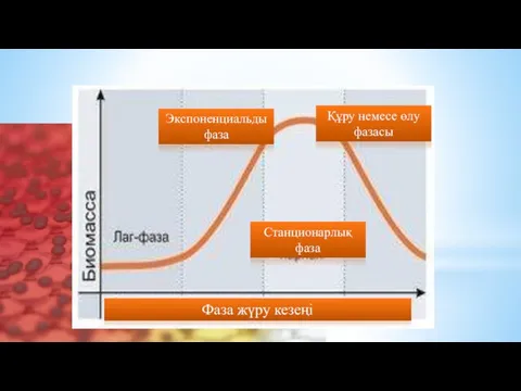 Фаза жүру кезеңі Станционарлық фаза Құру немесе өлу фазасы Экспоненциальды фаза