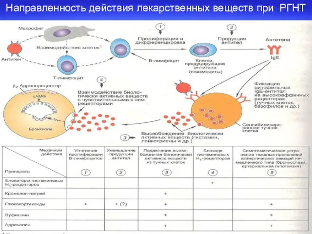 Направленность действия лекарственных веществ при РГНТ