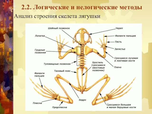 2.2. Логические и нелогические методы Анализ строения скелета лягушки