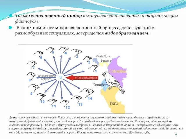 Только естественный отбор выступает единственным и направляющим фактором. В конечном итоге