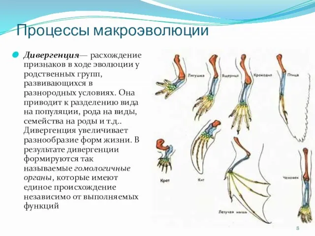Дивергенция— расхождение признаков в ходе эволюции у родственных групп, развивающихся в