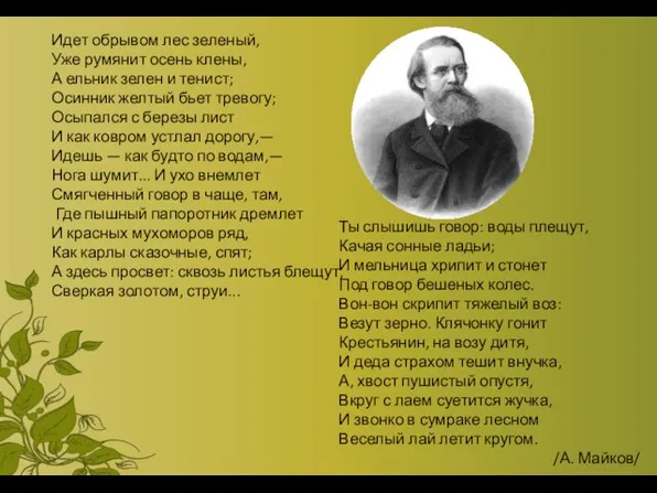 Идет обрывом лес зеленый, Уже румянит осень клены, А ельник зелен