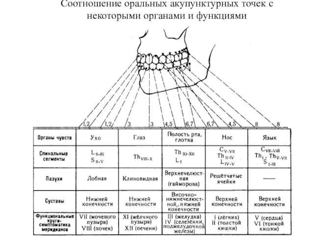 Соотношение оральных акупунктурных точек с некоторыми органами и функциями