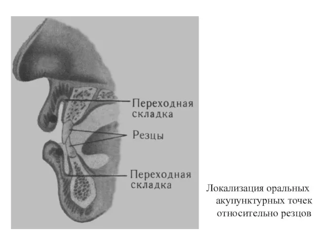 Локализация оральных акупунктурных точек относительно резцов