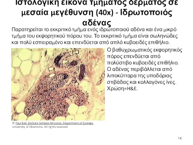 Ιστολογική εικόνα τμήματος δέρματος σε μεσαία μεγέθυνση (40x) - Ιδρωτοποιός αδένας