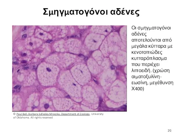 Σμηγματογόνοι αδένες Οι σμηγματογόνοι αδένες αποτελούνται από μεγάλα κύτταρα με κενοτοπιώδες