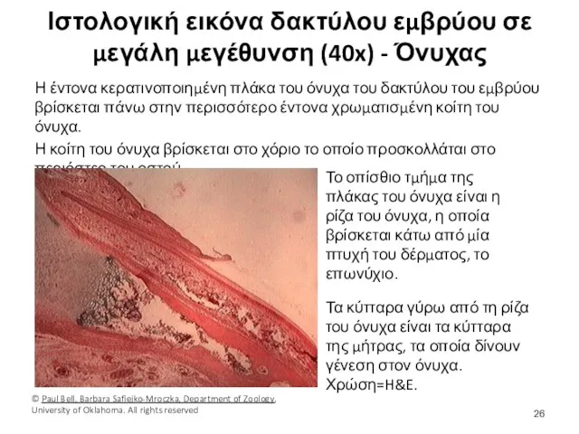 Ιστολογική εικόνα δακτύλου εμβρύου σε μεγάλη μεγέθυνση (40x) - Όνυχας Η