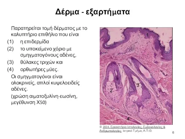 Δέρμα - εξαρτήματα Παρατηρείται τομή δέρματος με το καλυπτήριο επιθήλιο που