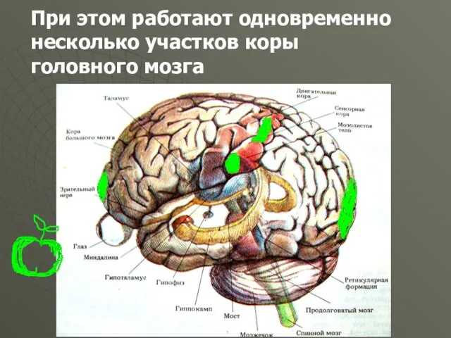 При этом работают одновременно несколько участков коры головного мозга