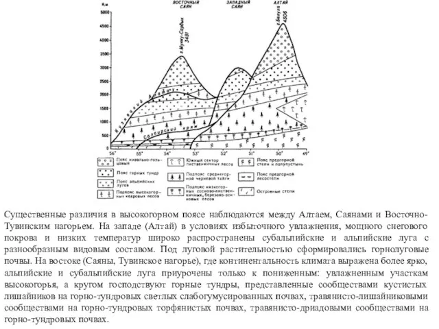 Существенные различия в высокогорном поясе наблюдаются между Алтаем, Саянами и Восточно-Тувинским