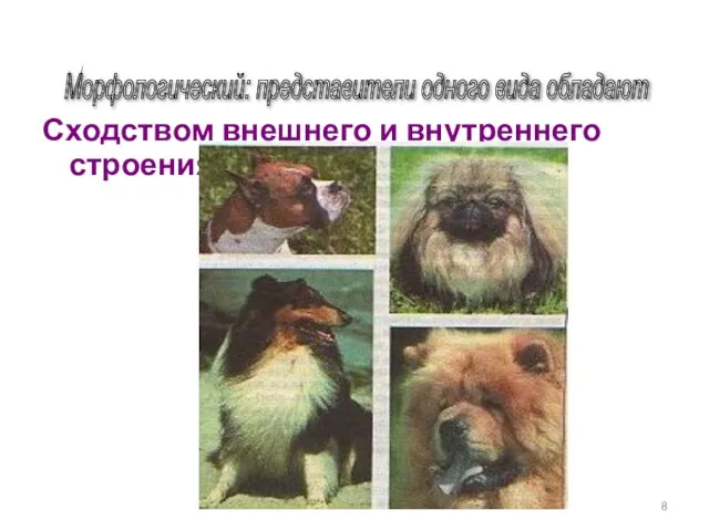 Сходством внешнего и внутреннего строения Морфологический: представители одного вида обладают