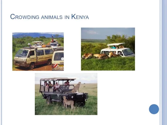 Crowding animals in Kenya