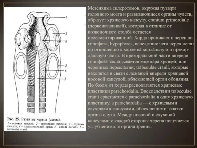 Мезенхима склеротомов, окружая пузыри головного мозга и развивающиеся органы чувств, образует