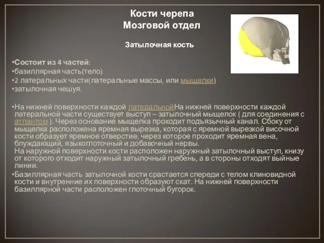 Кости черепа Мозговой отдел Затылочная кость Состоит из 4 частей: базиллярная