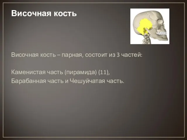 Височная кость Височная кость – парная, состоит из 3 частей: Каменистая