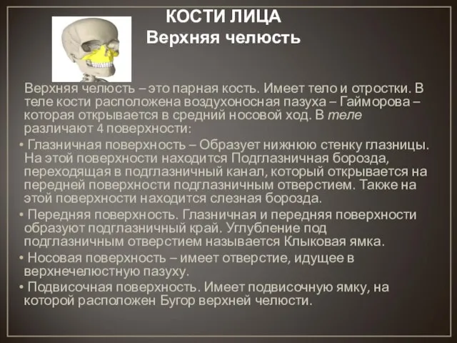 КОСТИ ЛИЦА Верхняя челюсть Верхняя челюсть – это парная кость. Имеет