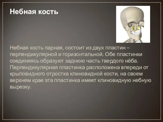 Небная кость Небная кость парная, состоит из двух пластин – перпендикулярной