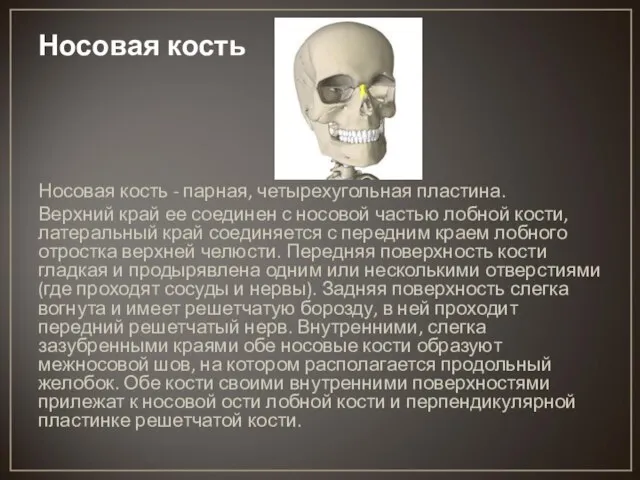 Носовая кость Носовая кость - парная, четырехугольная пластина. Верхний край ее