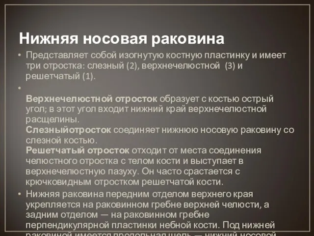 Нижняя носовая раковина Представляет собой изогнутую костную пластинку и имеет три