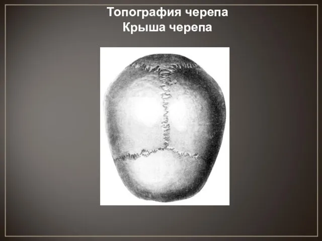 Топография черепа Крыша черепа