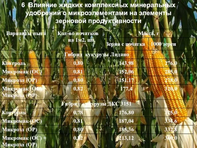 6. Влияние жидких комплексных минеральных удобрений с микроэлементами на элементы зерновой продуктивности