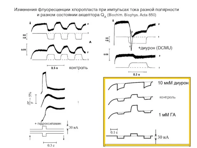 контроль +диурон (DCMU) Изменения флуоресценции хлоропласта при импульсах тока разной полярности