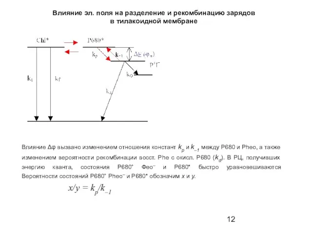 Влияние эл. поля на разделение и рекомбинацию зарядов в тилакоидной мембране