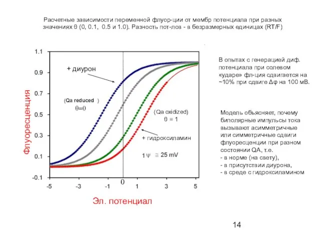 Эл. потенциал Флуоресценция 0 Расчетные зависимости переменной флуор-ции от мембр потенциала