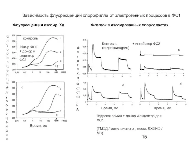 Зависимость флуоресценции хлорофилла от электрогенных процессов в ФС1 Флуоресценция изолир. Хп