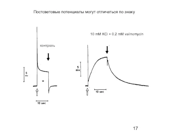 контроль 10 mM KCl + 0.2 mM valinomycin Постсветовые потенциалы могут отличаться по знаку