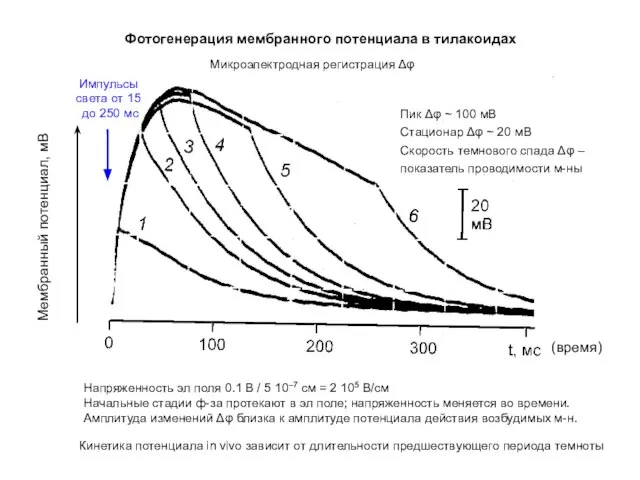 Фотогенерация мембранного потенциала в тилакоидах Импульсы света от 15 до 250