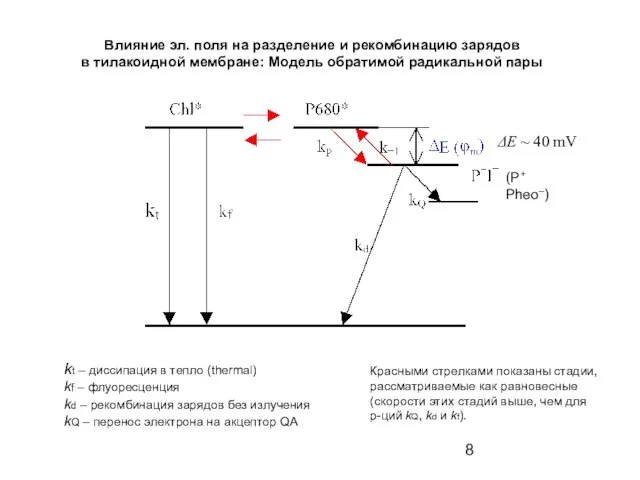 Влияние эл. поля на разделение и рекомбинацию зарядов в тилакоидной мембране:
