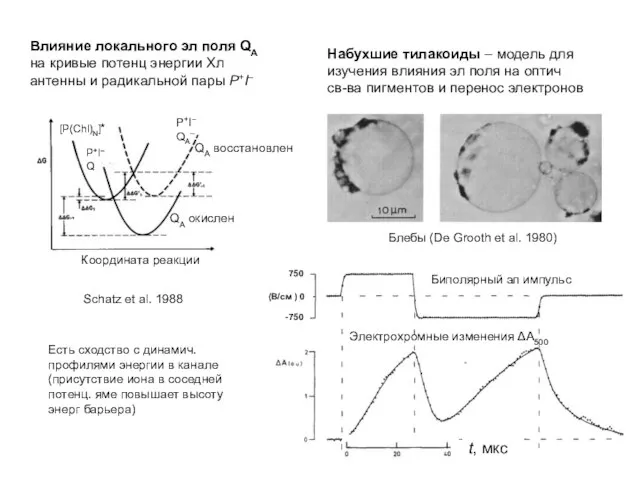 Координата реакции QA окислен QA восстановлен Schatz et al. 1988 [P(Chl)N]*