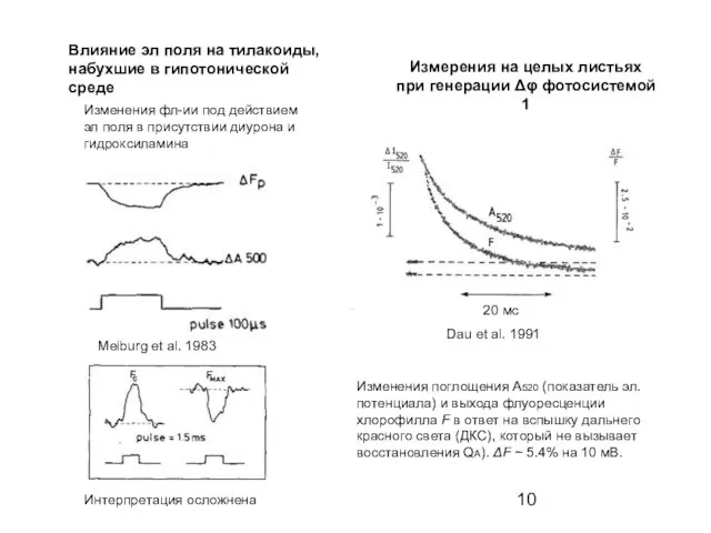 Влияние эл поля на тилакоиды, набухшие в гипотонической среде Изменения фл-ии