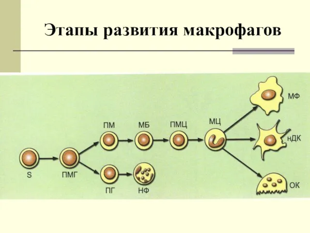 Этапы развития макрофагов